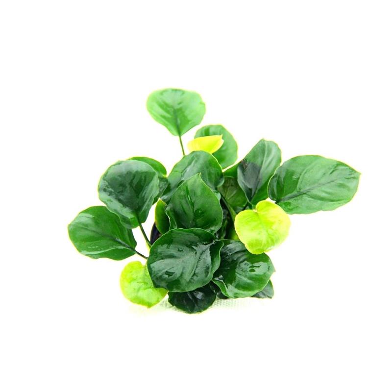 Planta acvariu Anubias barteri Coin Leaf Dennerle - imagine 3